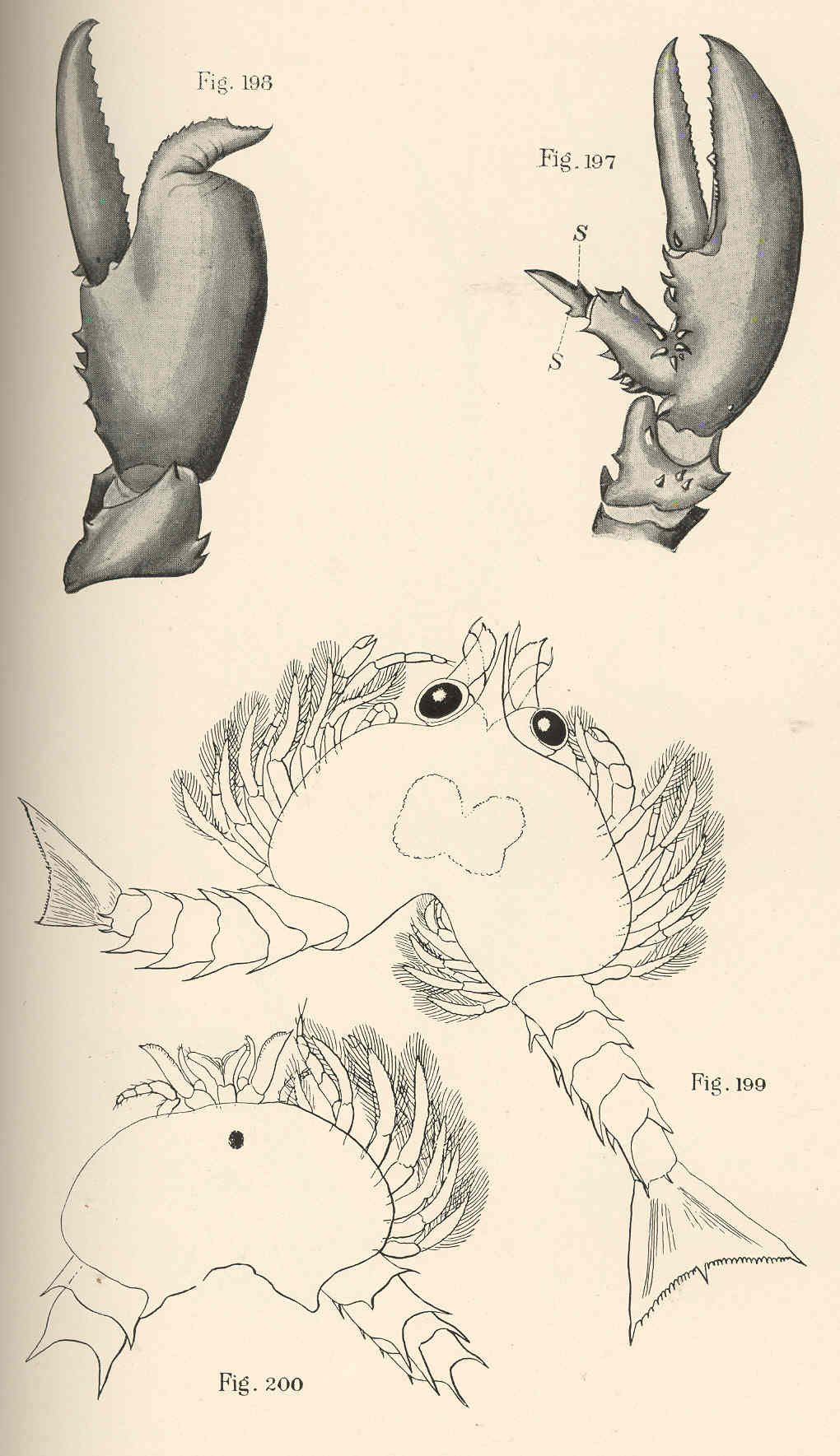 Claw Monster