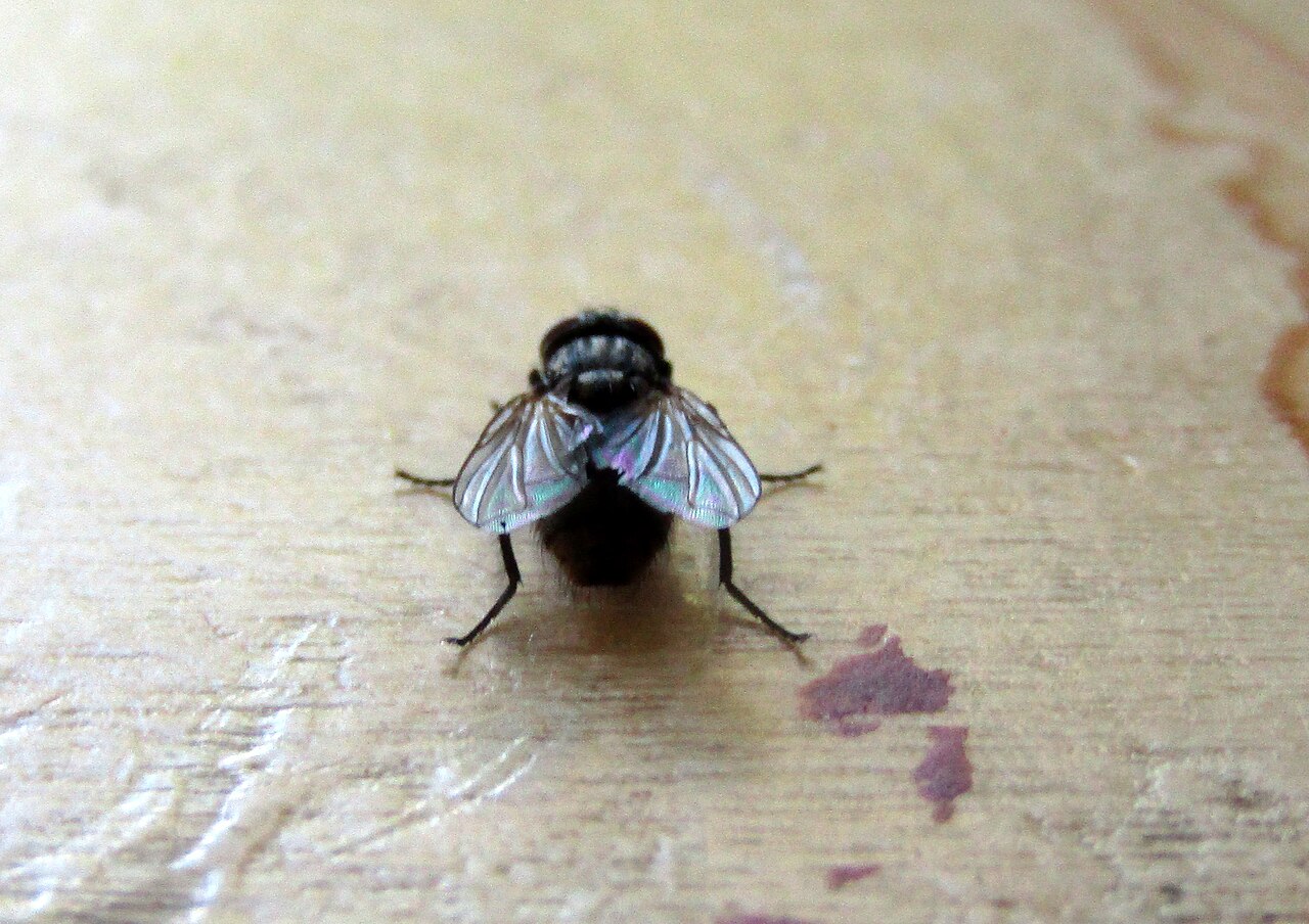 Fly
