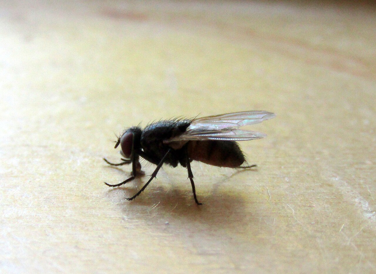 Fly