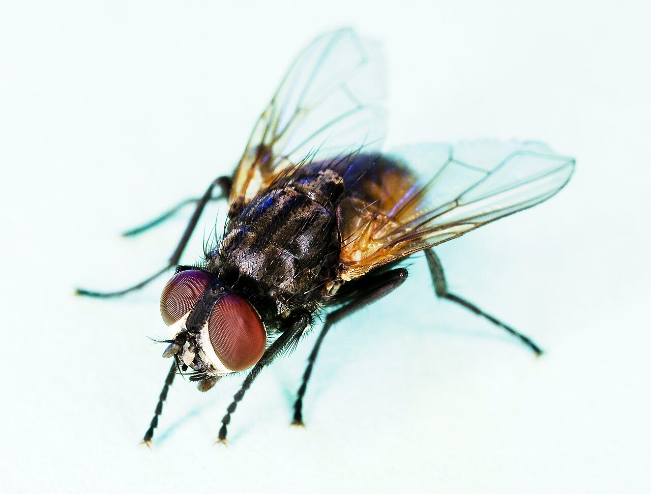 Fly