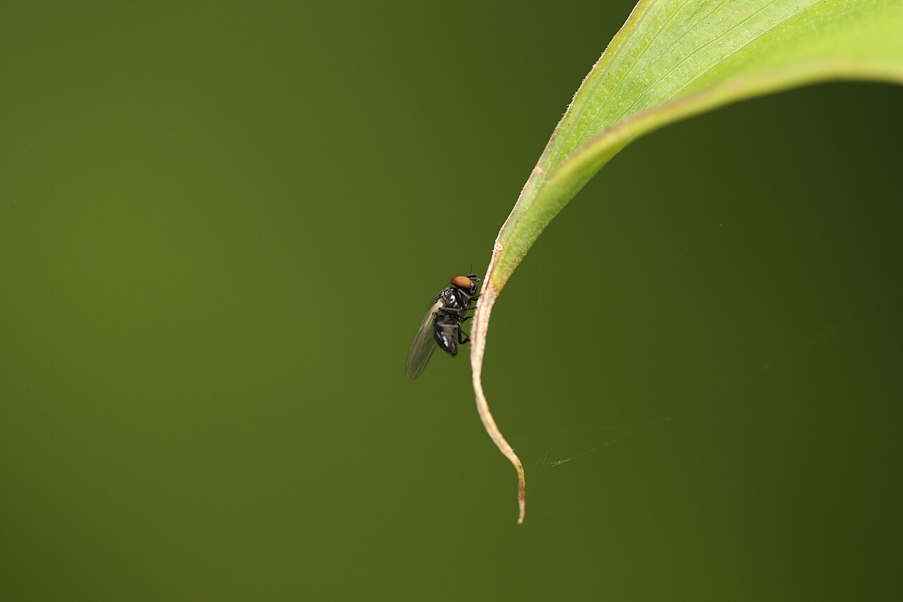 Fly