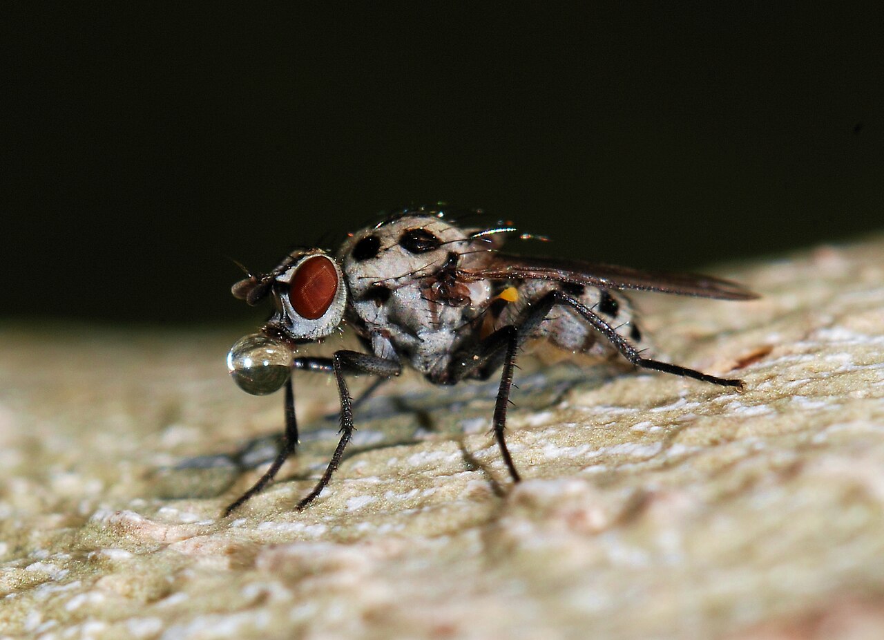 Fly