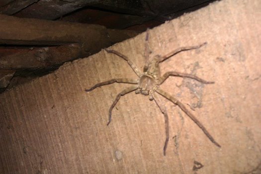 Giant Spider
