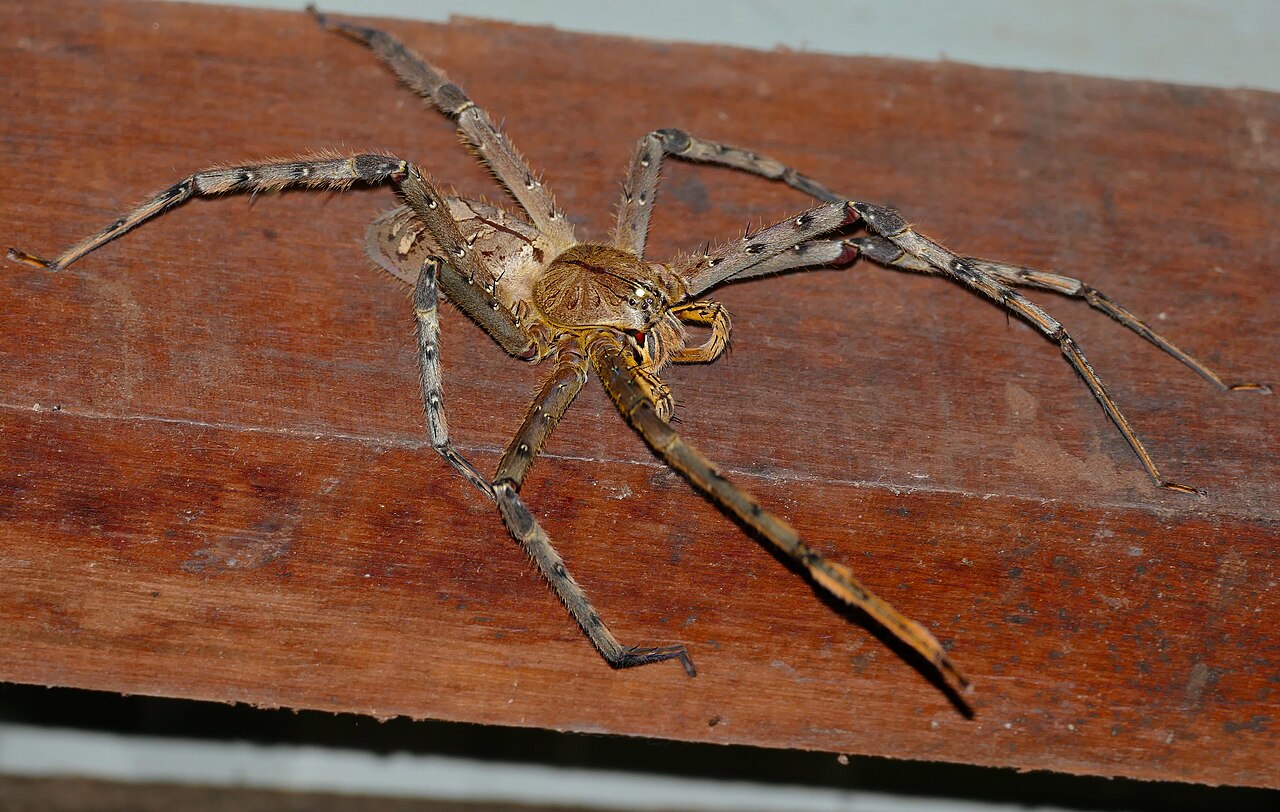 Giant Spider