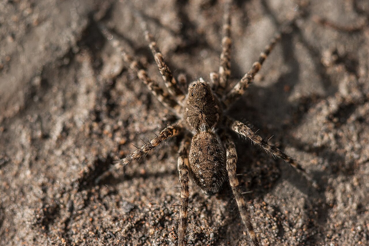 Giant Spider