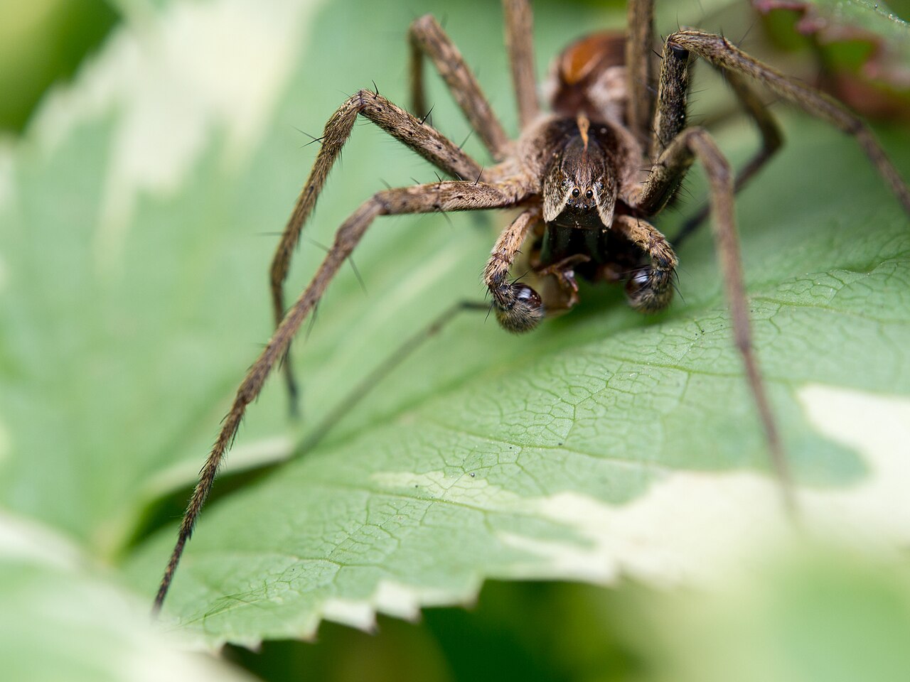 Huge Spider