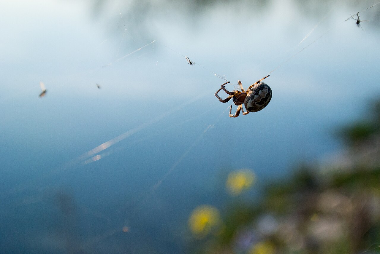 Huge Spider