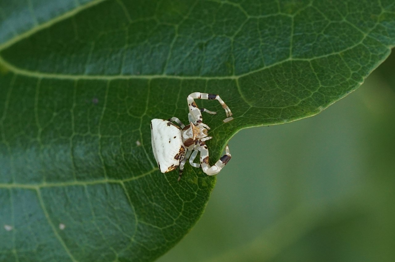 Spider