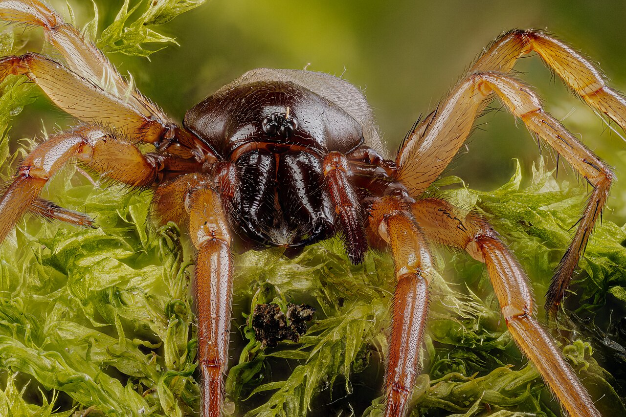 Spider