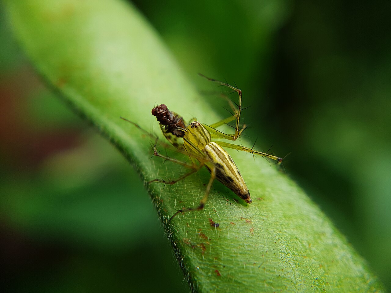 Spider