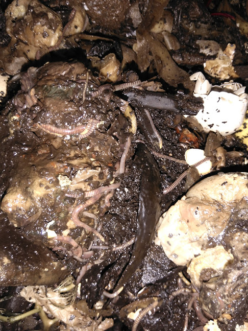 Worm
