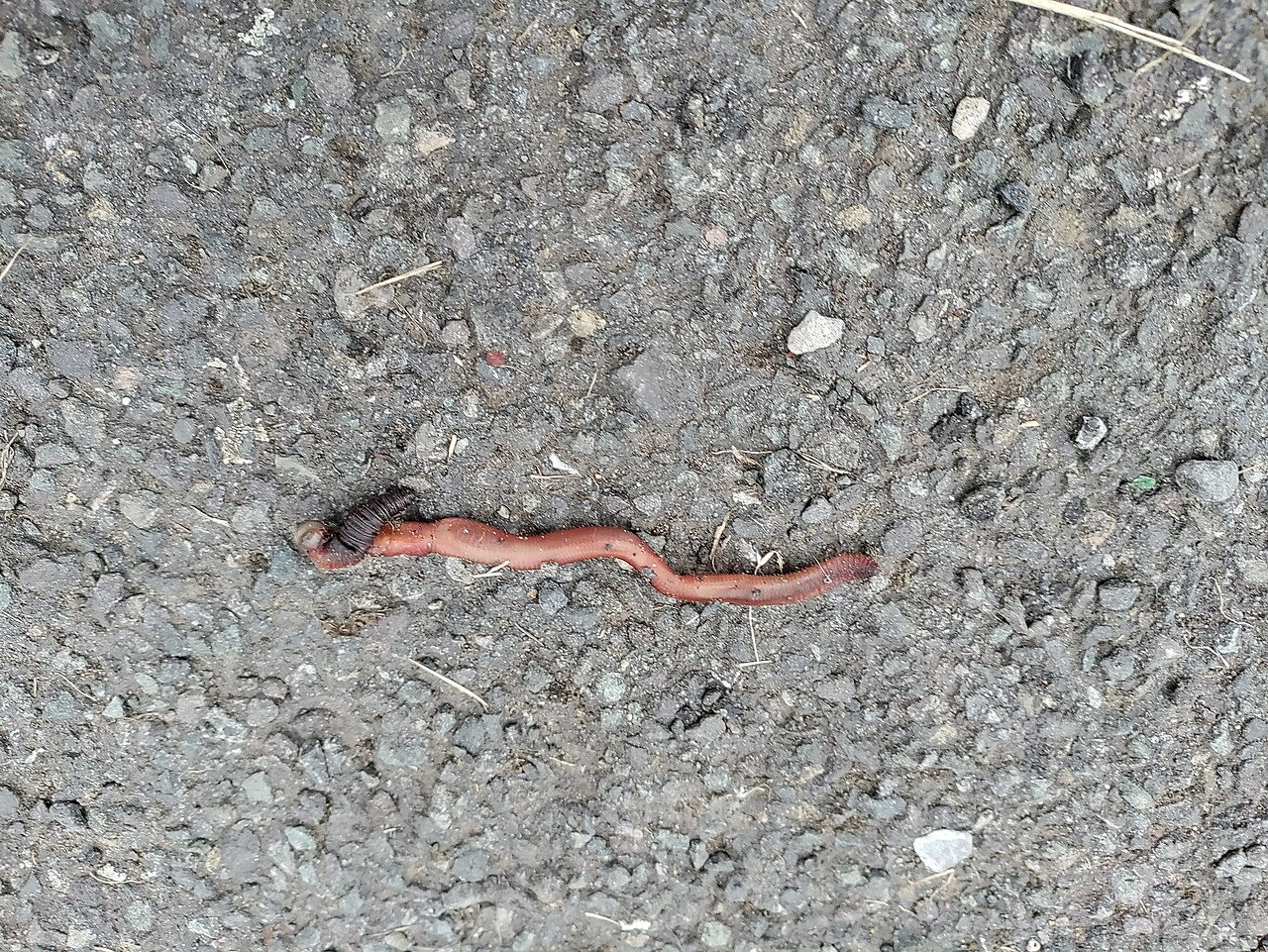 Worm